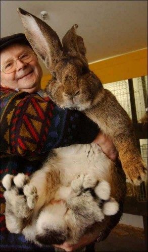 big-bunny-293x500.jpg