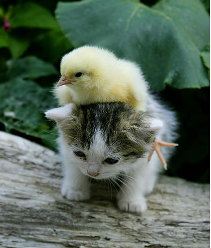 Here we have a very cute chick hitching a ride on a kitten taxi