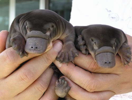 Baby Platypus are amazing and