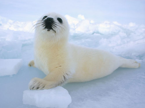 harp-seal-baby.jpg