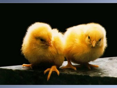 baby chicks clipart. And Some Cute Chicks for good