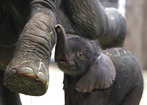 New-born-elephant.jpg