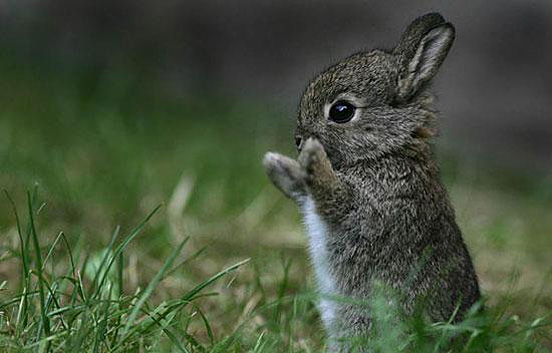 In honor of Easter here are a couple of photos of baby bunnies and some