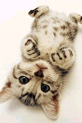 Cute Baby Images on Babyanimalz Cute Kitten Edition    Baby Animalz