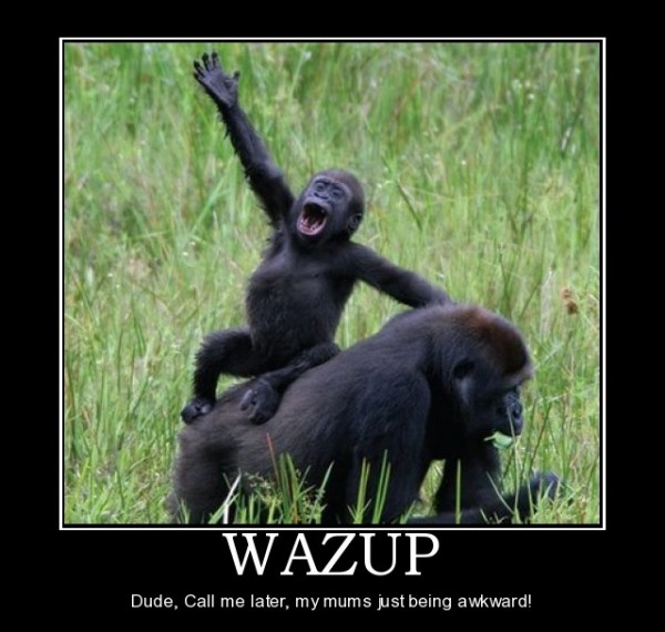 wazup-sea-wildlife-funny-jokes-animals-d