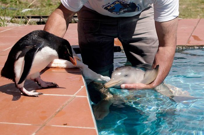 baby-dolphin