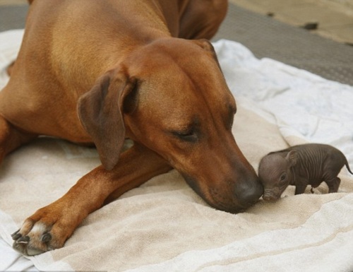 dogandpig