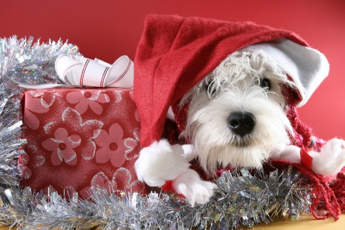 christmas-puppy