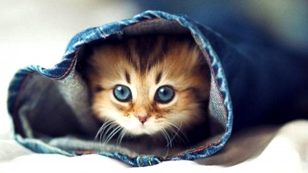 Cute-Kittens-Make-You-Smarter--jpg Cute Kitten
