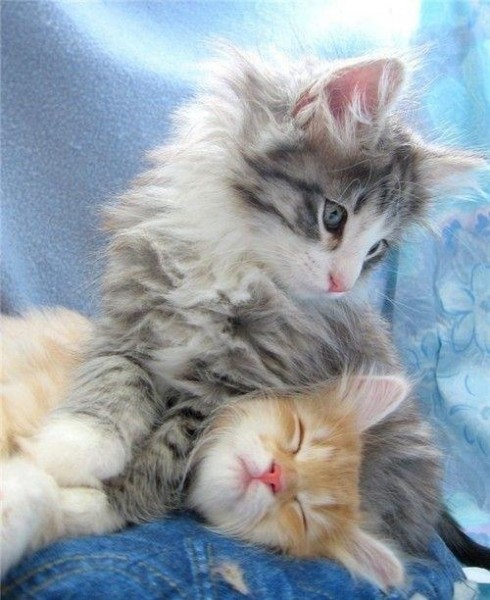 beautiful-kittens Beautiful Kittens
