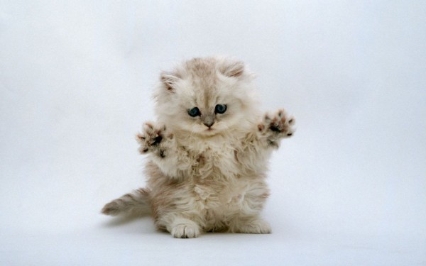kitten-jazz-hands Kitten Jazz Hands.. It's a thing.