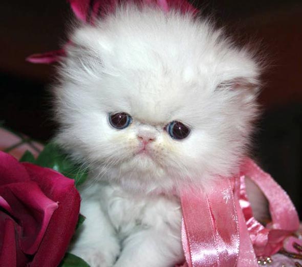 kitten1352 Pretty Kitty