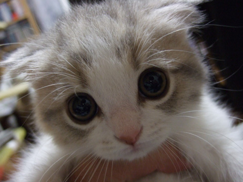 lov-me Look it to my Kitten Eyes