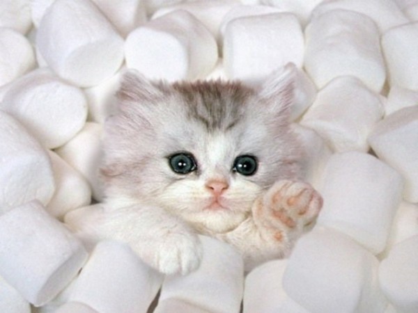 marshmallow-kitten Cutest Kitten in Marshmallows